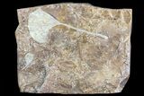 Fossil Ginkgo Leaf From North Dakota - Paleocene #81249-1